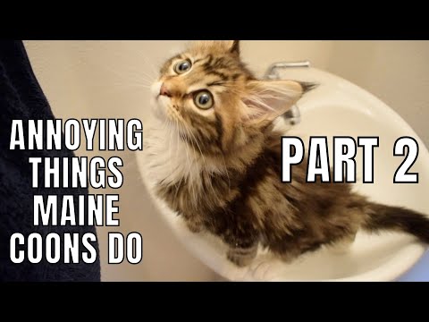 Annoying Things Our Maine Coons Do (Part 2)