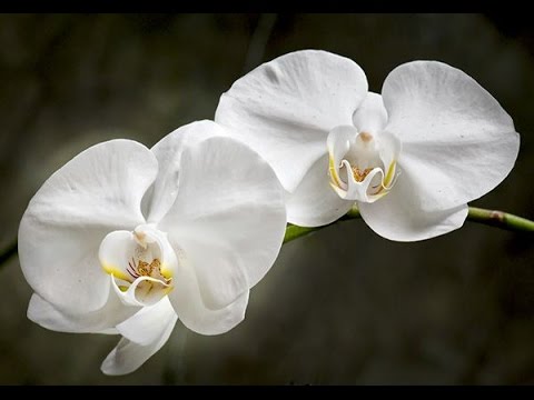 image-How often do Moth orchids flower?