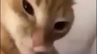 Cover art for Cat Eyebrow raise