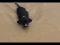 Как научить собачку заходить в воду и уверенно плавать 