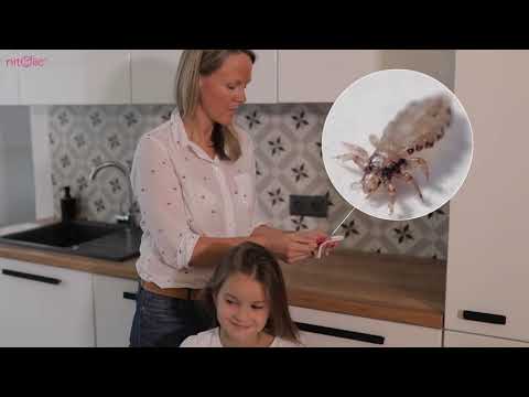 NITOLIC recommends - how to check your child for head lice.