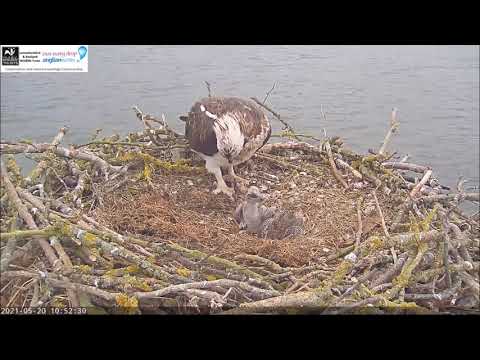 Rutland Osprey Project 20.05.2021 10:43