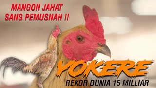 Download lagu The Sensational History of Mangon Yokere Chicken Full of Achievements mp3 Download lagu The Sensational History of Mangon Yokere Chicken Full of Achievements mp3