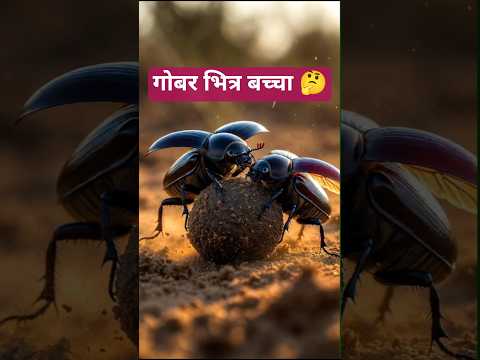 गोबर भित्र अण्डा दिन्छ यो किरा 🪲 | Amazing Dung Beetle Facts  #nplfacts #educationvideo
