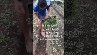 Download lagu pindah tanam jagung manis mp3