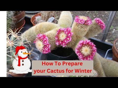 , title : 'How to Prepare your Cactus for Winter #cactus #cacti #cactusplants'