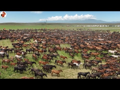 ƯỚC GÌ Việt Nam Có Nhiều Ngựa Hoang Như Mỹ - Cách Cao Bồi Bắt và Thuần Phục Ngựa Hoang