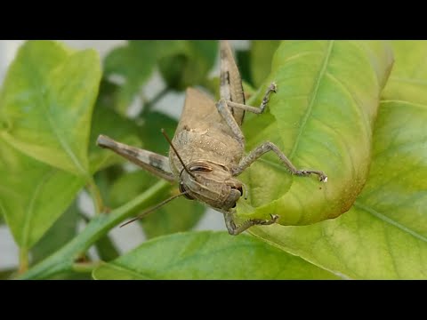 Grasshopper Eating Lemon Leaf #shorts