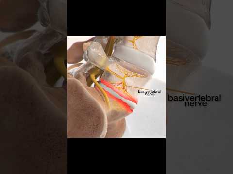 Verfahren zur Ablation des Nervus basivertebralis
