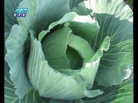 ঝিনাইদহে শীতকালীন সবজিতে ভরে গেছে বাজার
