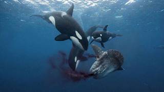 Orcas caçando um enorme peixe-lua e outros registros inéditos de orcas caçando!!!