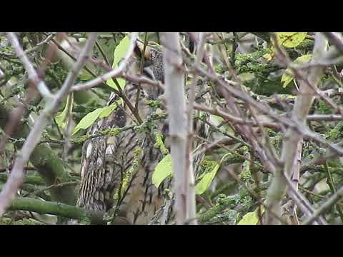 181111#01   Long Eared Owl
