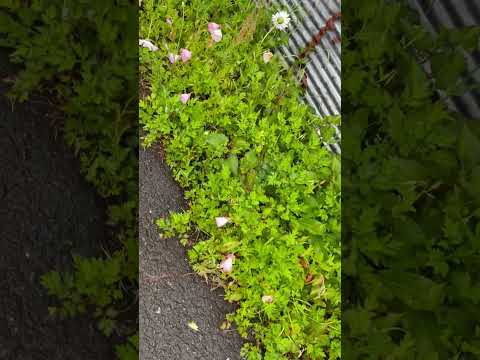 園芸 低木月見草、月見草