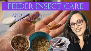 Keeping Feeder Insects Alive Longer! | Care & Enclosure Setups