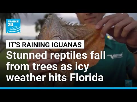 Iguanas fall from trees in Florida as icy weather bites southern US • FRANCE 24 English