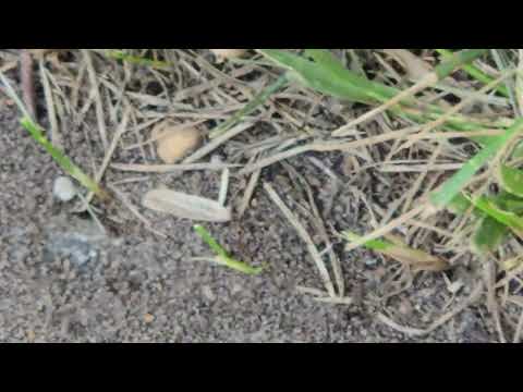 Ant Brings Food Back to It's Colony in Pine...