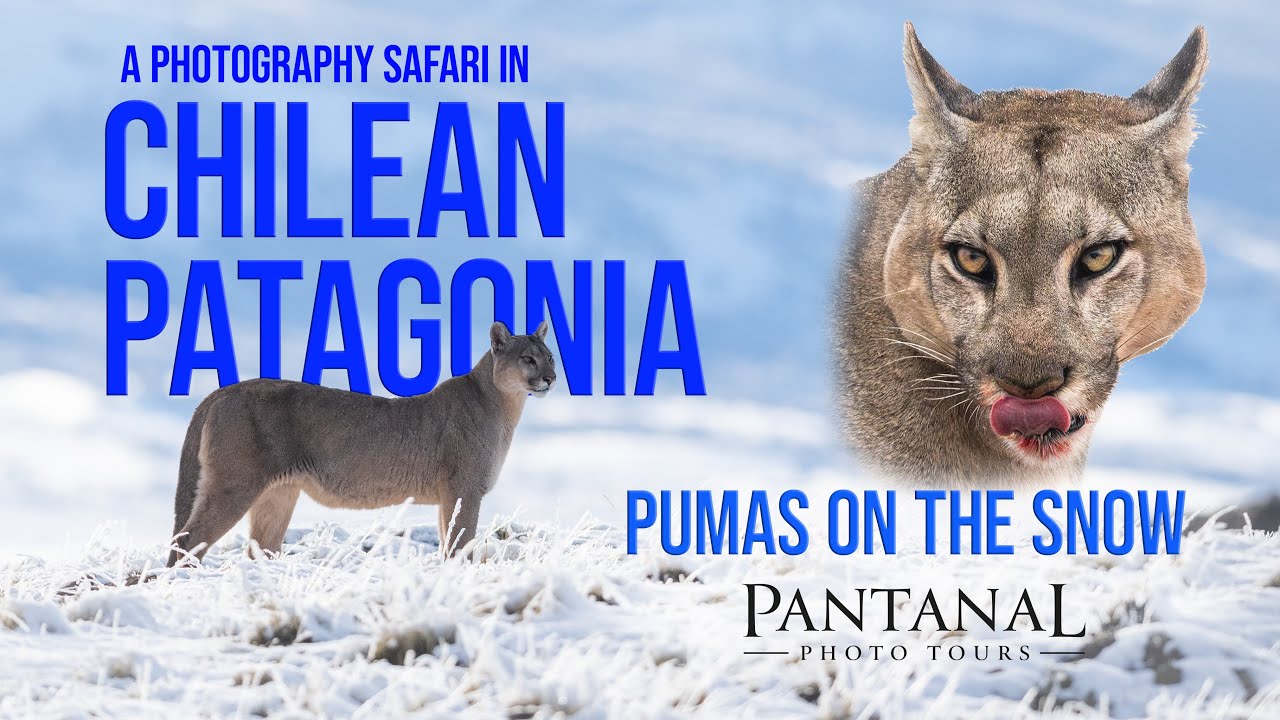 Pumas on the snow - Chilean Patagonia