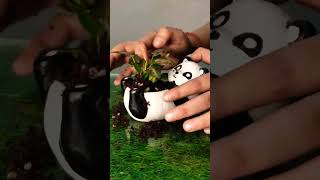 Download lagu How to Grow Mini Syngonium ☘️  in Panda Pot#trending #reels #youtubeshorts #gardening #viral mp3