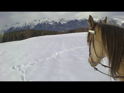 Verein Pegasus - Schenay