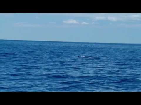 Delfine vor Cres 03.07.2017