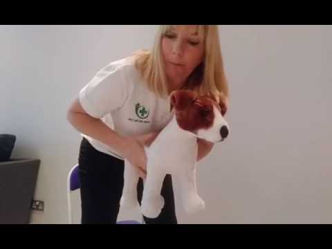 First Aid for Your Choking Dog | First Aid for Pets