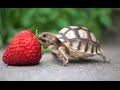 Turtle / Tortoise - A Funny Turtle And Cute Turtle Videos Compilation || NEW HD