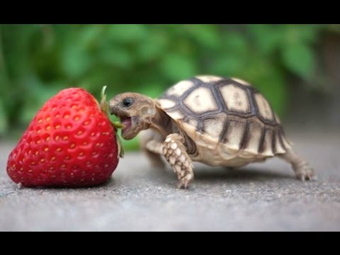 Tortue / tortue - une compilation de vidéos drôles de tortues et de tortues mignonnes || nouveau hd
