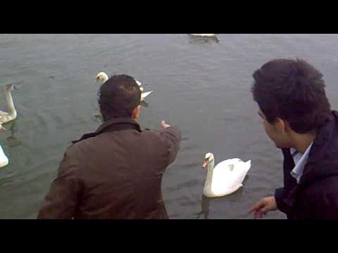 Vural & Hasan - Kazlara Medeniyet Dersi