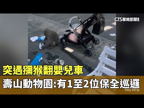 突遇獼猴翻嬰兒車　壽山動物園：有1至2位保全巡邏