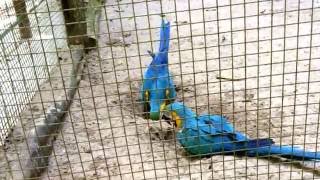 幸せの仲むつまじい青い鳥!？土をホリホリ!ホリホリ!   ルリコンゴウインコ       A arara-canindé em Tropical