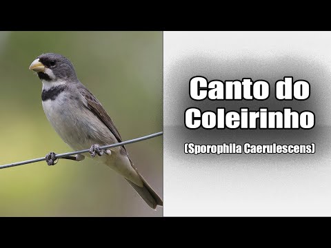 Kňažík sivomodrý (Sporophila caerulescens) — video o speve a chove