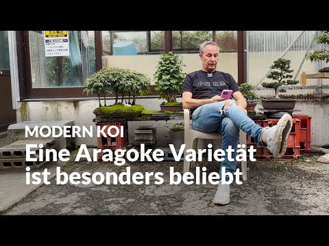 Which Konishi Aragoke varieties will be available in 2026? | Modern Koi Blog #7710