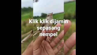 Download lagu mp3 klik klik dijamin sepasang nempel(buktikan) mp3