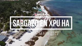 Sargazo En Xpu Ha Riviera Maya Viernes Santo 2022
