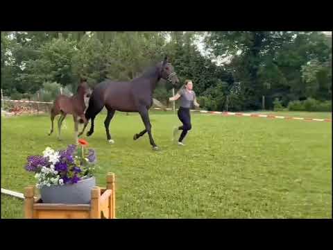 Hengstfohlen von Franco Nero x Follow Me x Desperados