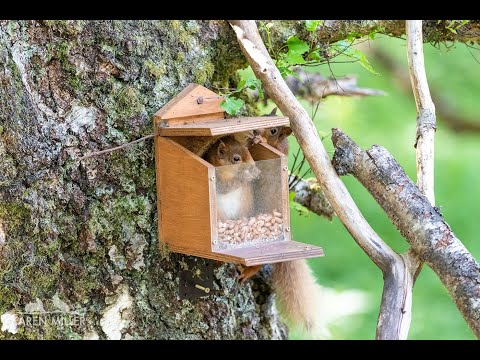 Red Squirrel in a box