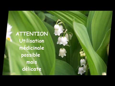 comment traiter muguet