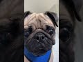 Cute Pug Drops In To Say Hello
