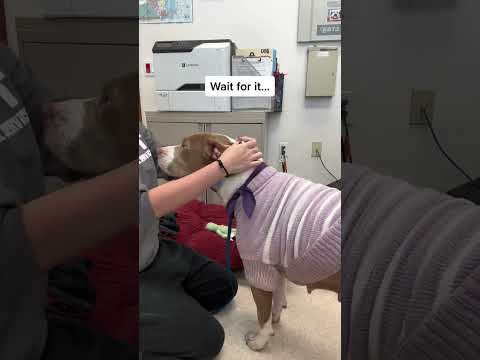 #rescueanimals Our favorite part of today ❤️ #dog #doggo #dogsoftiktok #fyp #for