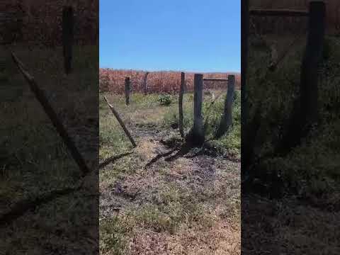 VENTA CAMPO 120 HA LUCAS NORTE, VILLAGUAY, ENTRE RÍOS