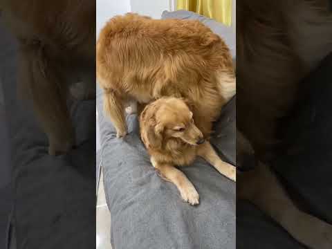 Оказва се, че кучетата също могат да тормозят кучета.  Ежедневието на глупавите кучета.  Какво прав