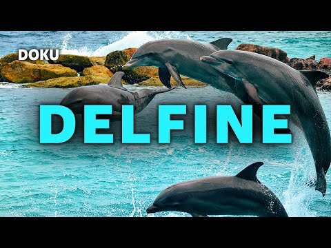 🐬Dolphins - A fantastic journey into the world of dolphins │ Complete documentary in German │ Whales