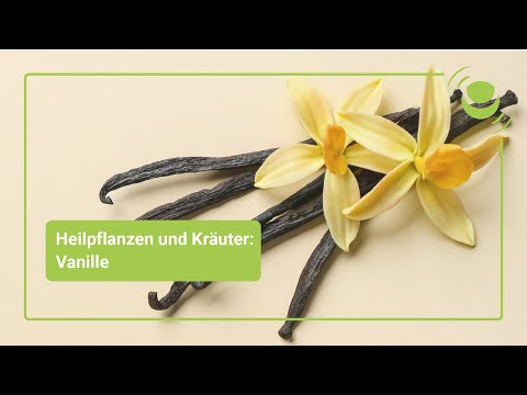 Vanille – Alles, was du über ihre Wirkung wissen solltest.