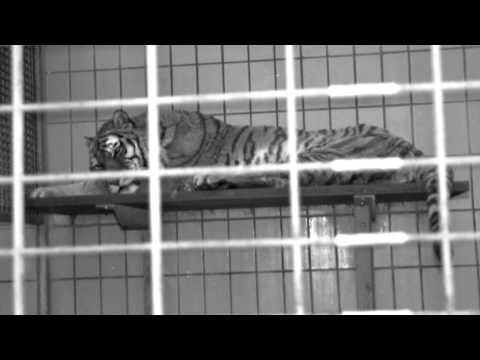 Von Gründorf - Sag warum (Studio version)