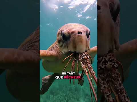 #animaux #peche #animals