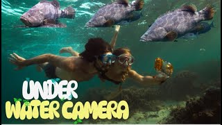 ടാങ്കിനുള്ളിൽ പോയി മോൺസ്റ്ററുകളെ കാണാം See monster fish by Under water camera