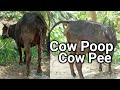 Two Funny Black Cow Poop Video Cow Defecate In A Village Field