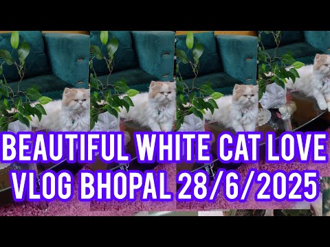 Beautiful  White Cat Vlog Bhopal 28/6/2025 Live llYoutube ll Vlogvideoll  viralvedeoll Mukund Sable