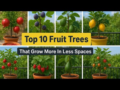 Top 10 Fruit Trees That Thrive in Pots and Small Spaces