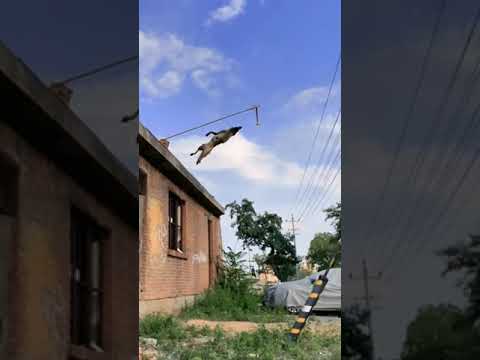 Animal 2022  Dogs #dog whatsapp status   #Shorts #shortvideo 2